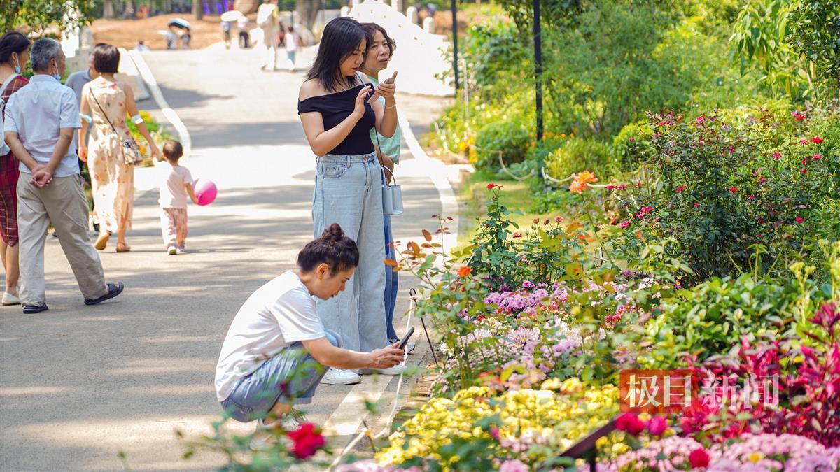 龙和虎软件